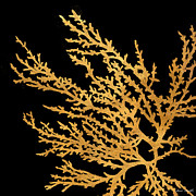 Coastal Coral On Black I Painting by Lanie Loreth