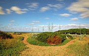 Coastal Plants Photograph by Science Photo Library