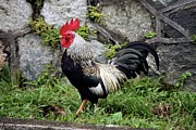 Cock Standing On Grass Photograph by Science Photo Library