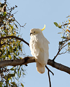 Cockatoo - Two Photograph by Darin Volpe Cockatoo - Two Photograph by Darin Volpe