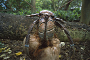 Coconut Crab Eating Palmyra Atoll Photograph by Tui De Roy Coconut Crab Eating Palmyra Atoll Photograph by Tui De Roy