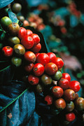 Coffee Plant Photograph by Anonymous