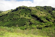 Coffee Plantations Photograph by Science Photo Library
