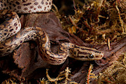 Colombian Rainbow Boa Epicrates Maurus Photograph by David Kenny