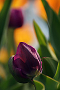 Color Me Purple Photograph by Leda Robertson