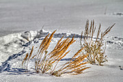 Color spots Photograph by Franz Zarda