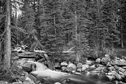 Colorado Rocky Mountain Forest Stream BW Photograph by James BO Insogna
