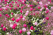 Colorful pink tulips and other flowers in spring Photograph by Matthias Hauser