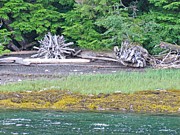 Colors of Alaska - Layers of Greens Photograph by Natalie Rotman Cote