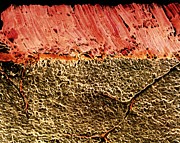 Coloured Sem Of Roast Beef Showing Muscle Fibres Photograph by Science Photo Library
