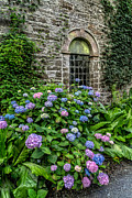 Colourful Hydrangeas Photograph by Adrian Evans