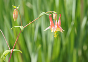 Columbine With Flower and Buds Photograph by Robert E Alter Reflections of Infinity