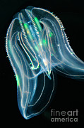 Comb Jelly Photograph by Gregory G Dimijian Comb Jelly Photograph by Gregory G Dimijian