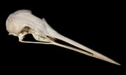 Common Crane Skull Photograph by Science Photo Library