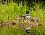 Common Loon Nesting Photograph by Brenda Jacobs Common Loon Nesting Photograph by Brenda Jacobs