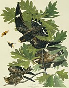Common Nighthawk Photograph by Science Photo Library