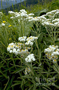 Common Pearly Everlasting Photograph by Gregory G. Dimijian, M.D.