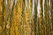 Common Reed Reflecting In Water Photograph by Heike Odermatt