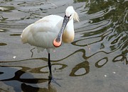 Common Spoonbill Photograph by Science Photo Library
