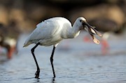 Common Spoonbill (platalea Leucorodia) Photograph by Science Photo Library