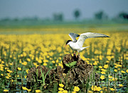 Common Tern At Nest With Egg Photograph by Stevan Stefanovic/Okapia Common Tern At Nest With Egg Photograph by Stevan Stefanovic/Okapia