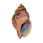 Common Whelk Shell Painting by Amy Kirkpatrick