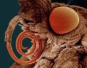 Compound Eye Photograph by Science Photo Library