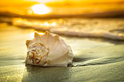Conch shell, sunrise and ocean waves Photograph by Wbritten