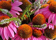 Cone Flowers and Mint Photograph by Jeanne May