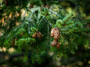 Cones Photograph by Alexander Fedin