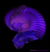 Conflicted Sea Urchin Digital Art by Ann Stretton Conflicted Sea Urchin Digital Art by Ann Stretton