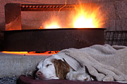 Contentment Photograph by Jemmy Archer