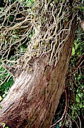 Controlling English Ivy Photograph by Science Photo Library