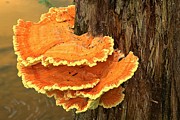 Cook Forest Tree Decorations Photograph by Adam Jewell
