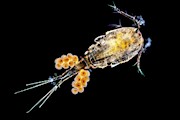 Copepode Photograph by Science Photo Library