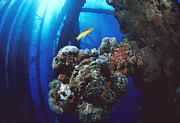 Coral Growing On Oil Rig Flower Garden Photograph by Flip Nicklin