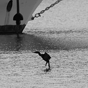 Cormorant River Landing  Photograph by Kirkodd Photography Of New England