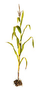 Corn Crop Photograph by Narvikk