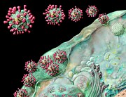 Coronavirus Life Cycle Photograph by Science Photo Library