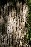 Cottonwood Trunk with Summer Sun Photograph by Mary Lee Dereske
