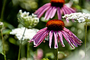 Country Garden Photograph by Cheryl Baxter