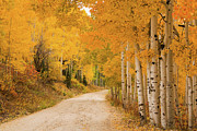 Country Road In Fall Season Photograph by David Epperson