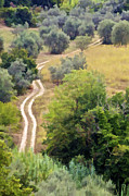 Country Road of Tuscany Photograph by David Letts