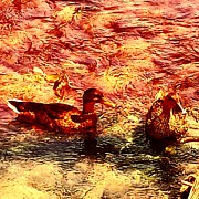 Couple of Ducks Photograph by Jason Roust