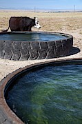 Cow And Water Trough Photograph by Science Photo Library