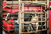 Cow In Milking Machine Photograph by Science Photo Library