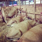 Cows at the Fair Photograph by Christy Beckwith