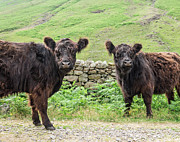 Cows, Lake District, England Photograph by David Madison