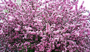 Crab Apple Tree Photograph by Aimee L Maher ALM GALLERY Crab Apple Tree Photograph by Aimee L Maher ALM GALLERY
