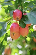 Crabapple Fruits (malus Sp.) Photograph by Science Photo Library